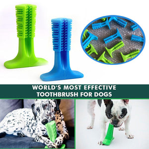 DOG'S TEETH WHITENING